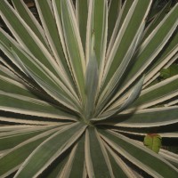 Agave angustifolia Haw.